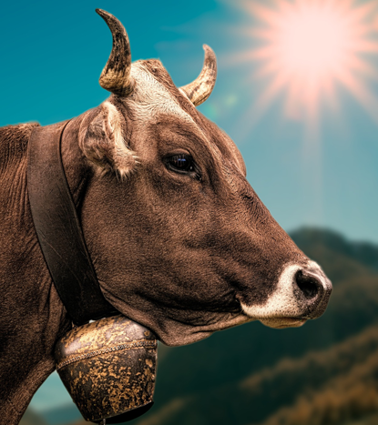 Feed Additives - Premixes — 16 products