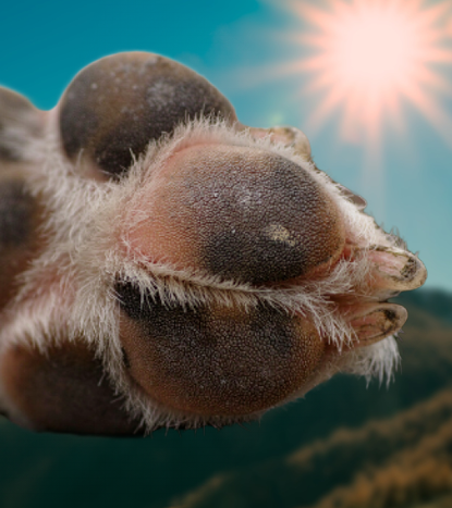 Wound Sprays — 3 products