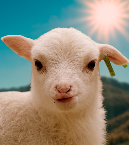 Tablets — 2 products